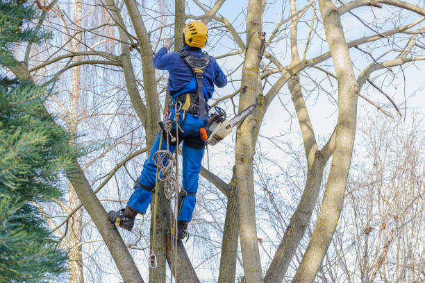 Best Stump Grinding and Removal  in Ottawa, IL